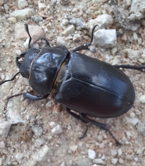 Femmina di cervo volante? S ma di Lucanus tetraodon